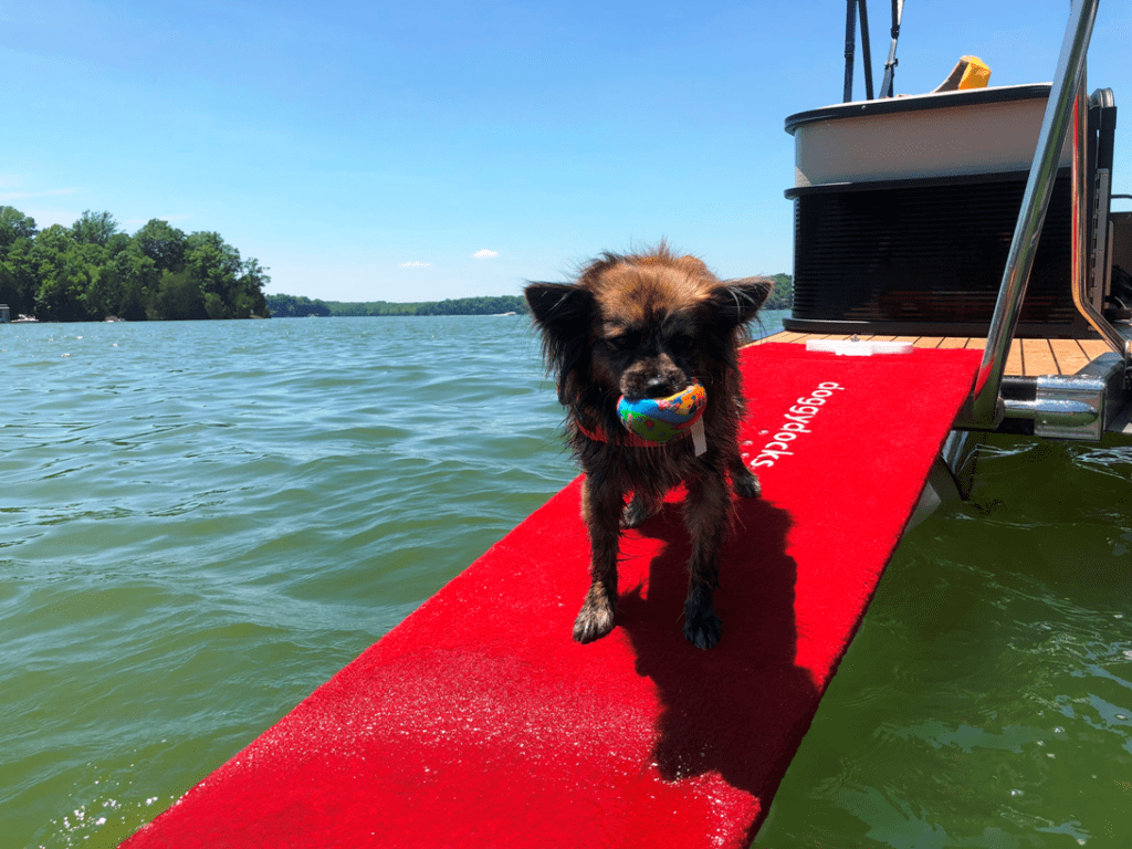 little-dog-plays-king-of -the-doggydocks