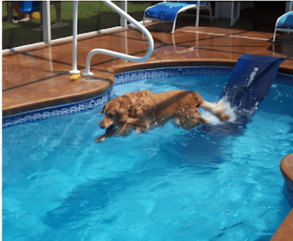 dog-in-swimming-pool-using floating-dog-ramp