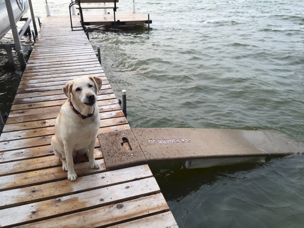 Yellow-Lab-waiting-for-owner to throw-ball-into-the-water