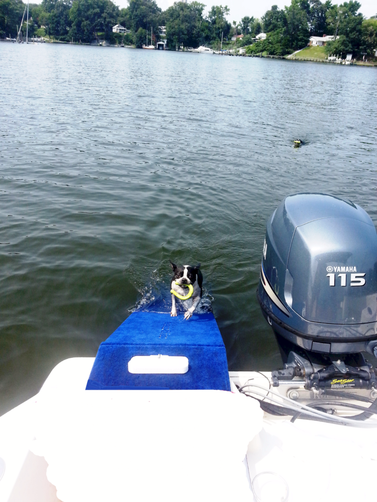 Pugs love to fetch toy and have complete independence using doggydocks