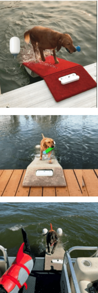 dog-walks-out-of-the-water-onto-a-boat-dock