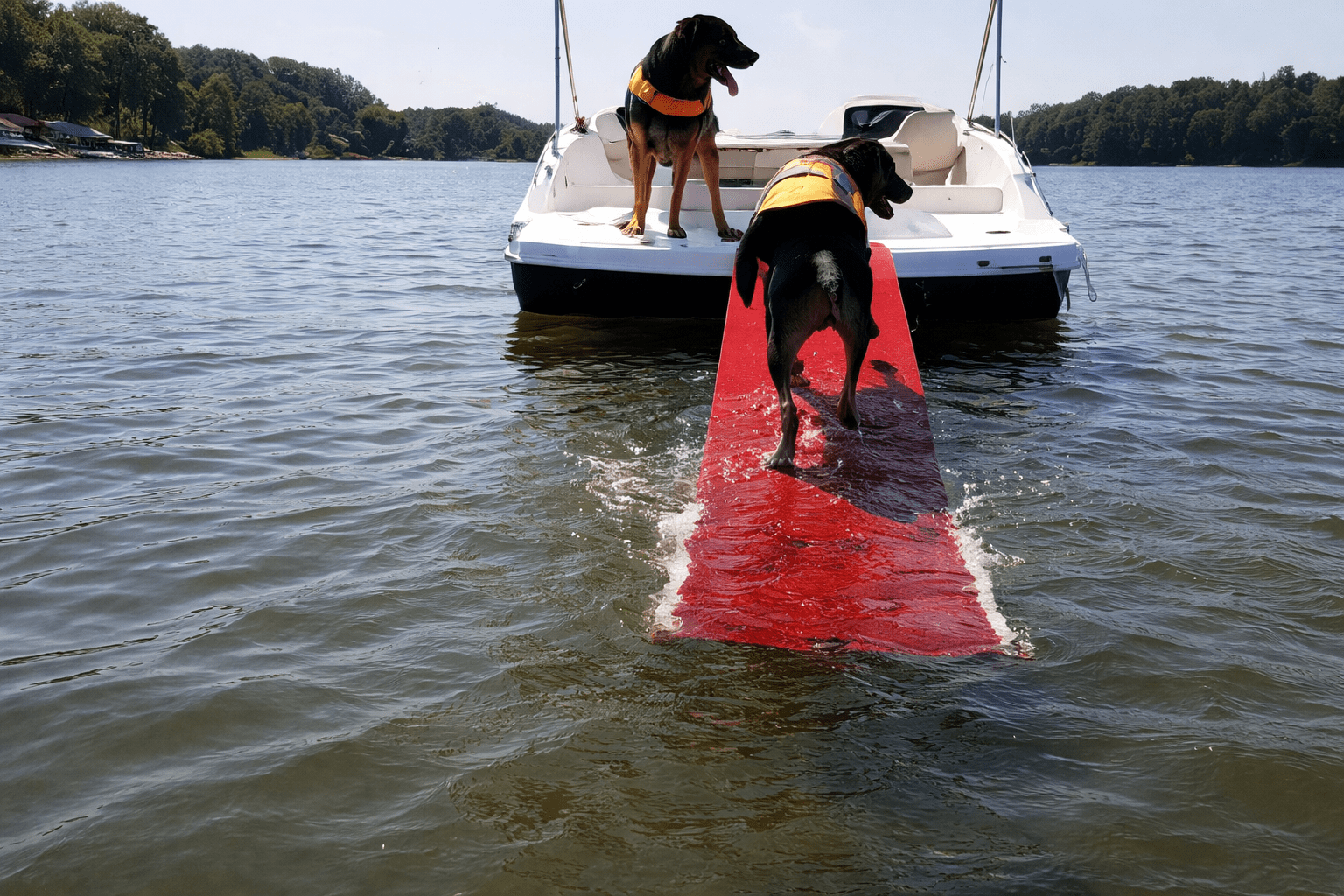 dog-boat-dock-on-lake-multiple-dogs