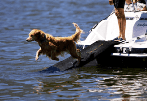 dog-using-doggydocks-on-ski-boat
