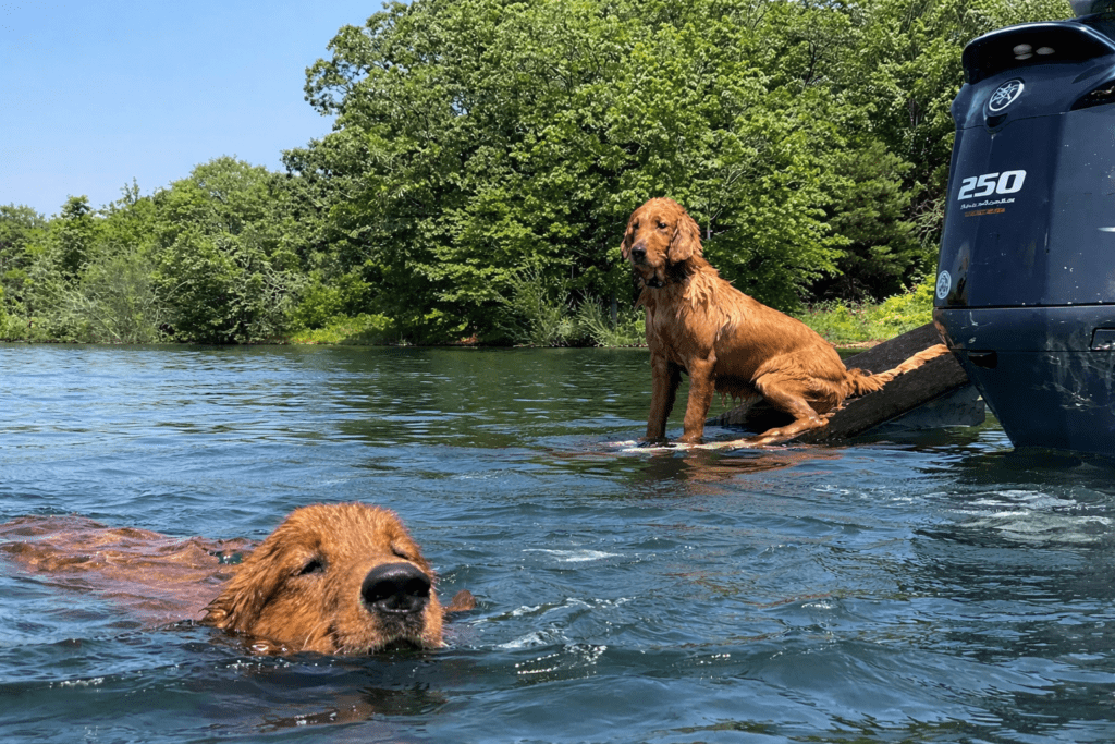 golden retrievers sitting on doggdocks mounted to pontoon boat