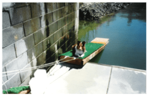 the-first-doggydocks-floating-dog-ramp-