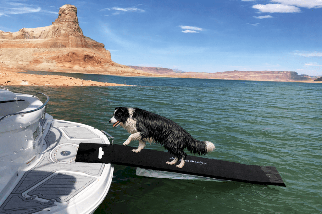 dog-walks-out-of-the- water-on-to-a-boat-no-jumping-required