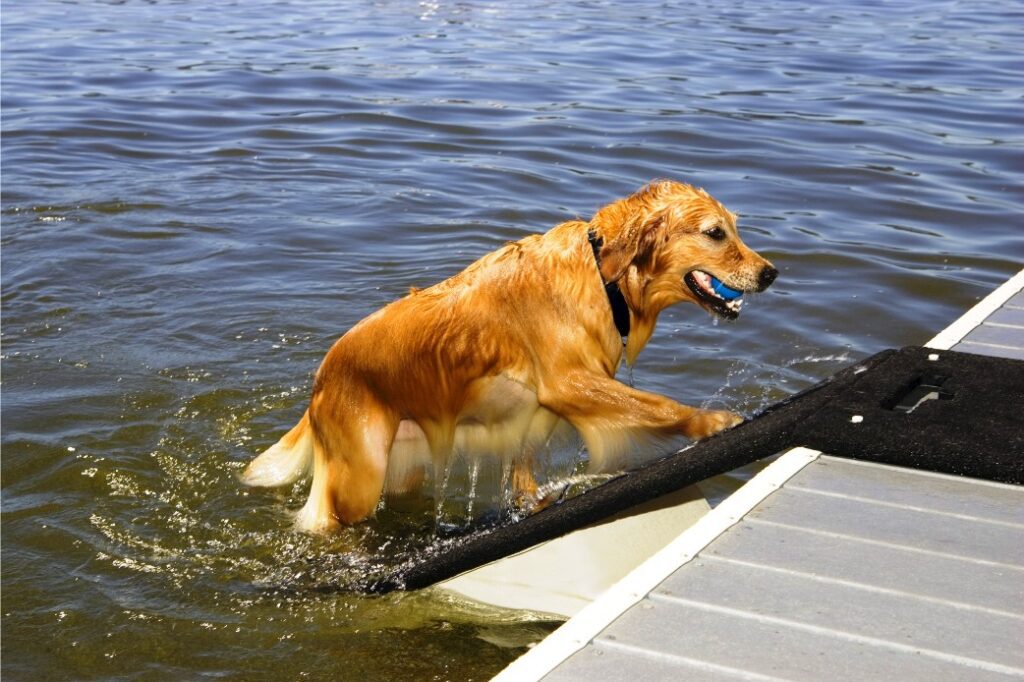 dog-walking-upthe-floating-dog ramp on-to - a-fixed-dock