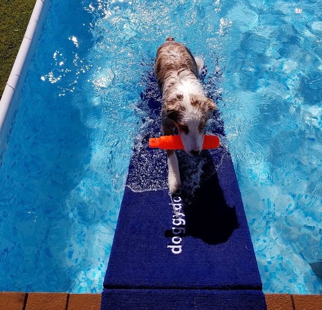 dog-dock-for-pools